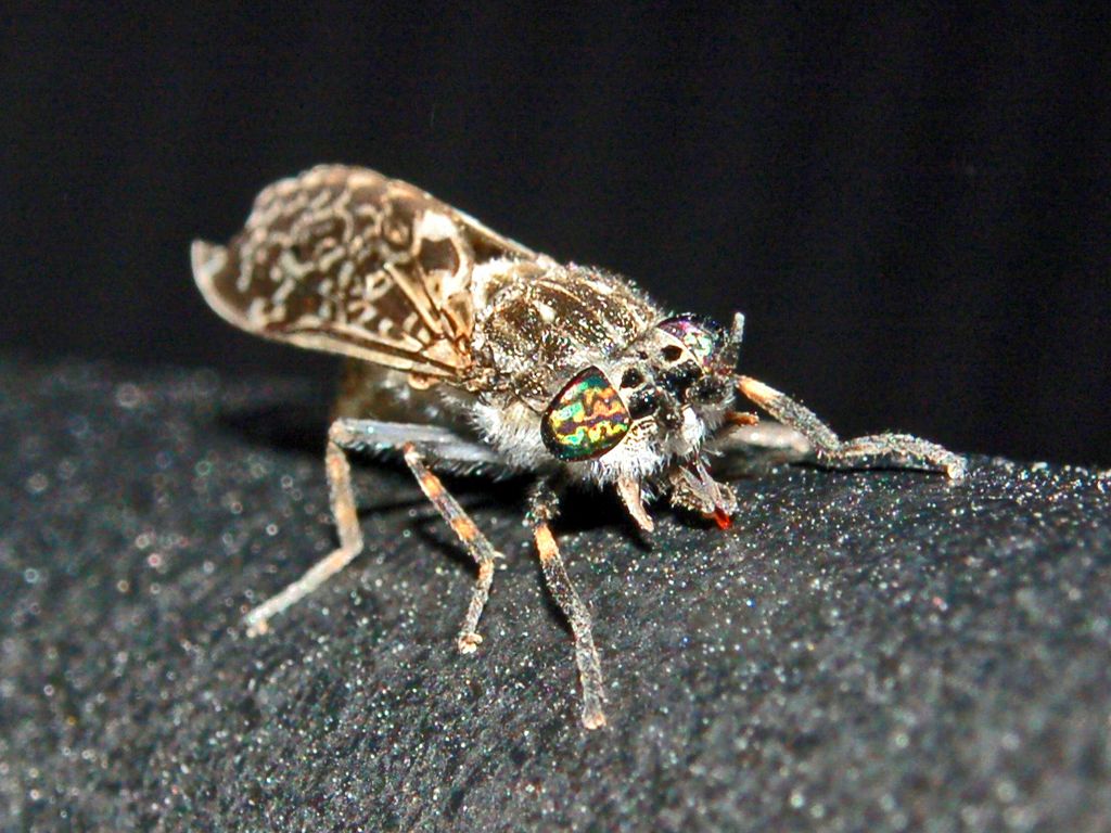 Un Tabanide dagli occhi verdi